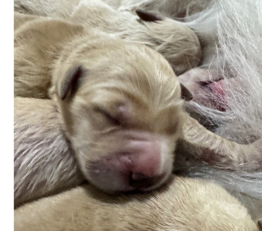 disponivel-sao-paulo-conservado-condicao-especial-big-0