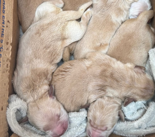 disponivel-sao-paulo-conservado-condicao-especial-big-1