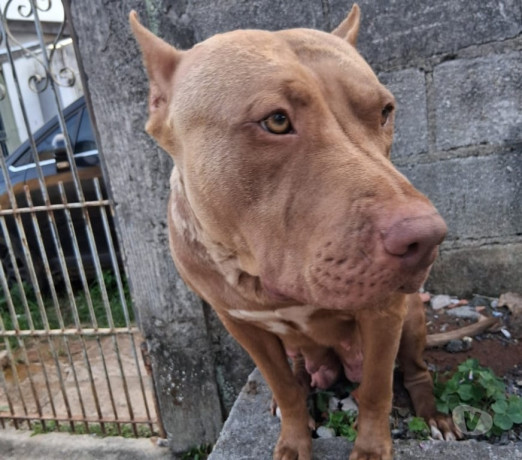 filhote-de-pit-monster-sao-jose-dos-campos-sp-ve-melhor-oferta-sao-paulo-entrega-imediata-big-3