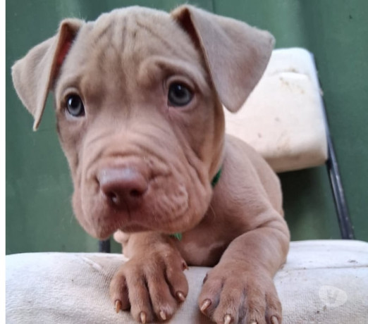 filhote-de-pit-monster-sao-jose-dos-campos-sp-ve-melhor-oferta-sao-paulo-entrega-imediata-big-0