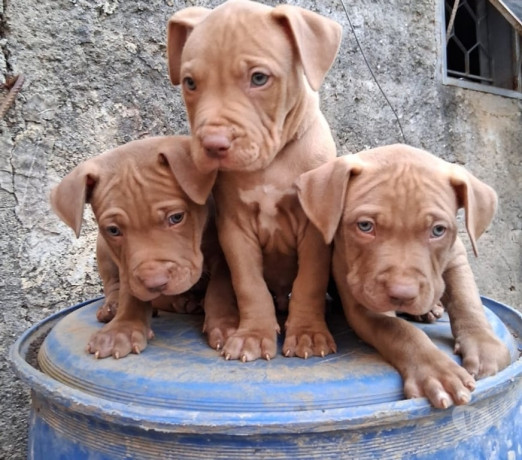 filhote-de-pit-monster-sao-jose-dos-campos-sp-ve-melhor-oferta-sao-paulo-entrega-imediata-big-2