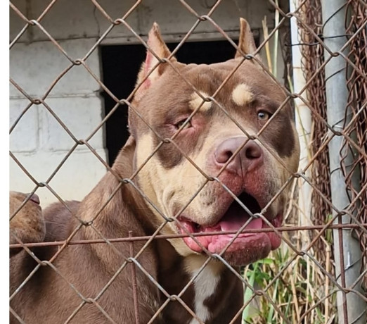 filhote-de-pit-monster-sao-jose-dos-campos-sp-ve-melhor-oferta-sao-paulo-entrega-imediata-big-4