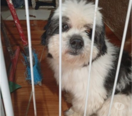 vendendo-shitzu-macho-adulto-jabaquara-venda-de-melhor-oferta-sao-paulo-entrega-imediata-big-0