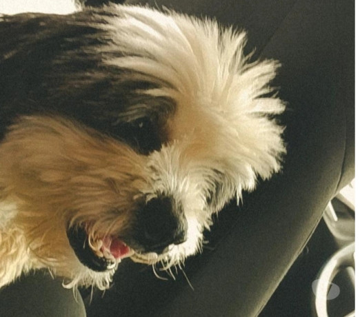 vendendo-shitzu-macho-adulto-jabaquara-venda-de-melhor-oferta-sao-paulo-entrega-imediata-big-1