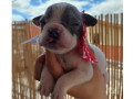 american-bully-micro-pirituba-venda-de-filhotes-melhor-oferta-sao-paulo-small-0