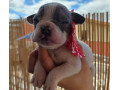 american-bully-micro-pirituba-venda-de-filhotes-melhor-oferta-sao-paulo-small-2
