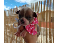 american-bully-micro-pirituba-venda-de-filhotes-melhor-oferta-sao-paulo-small-1