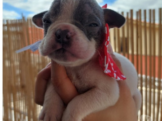 american-bully-micro-pirituba-venda-de-filhotes-melhor-oferta-sao-paulo