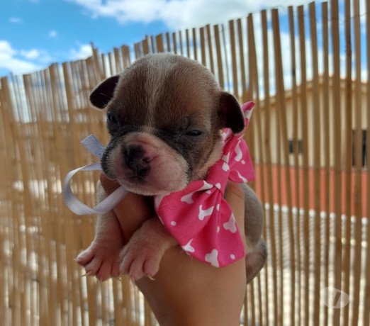 american-bully-micro-pirituba-venda-de-filhotes-melhor-oferta-sao-paulo-big-1