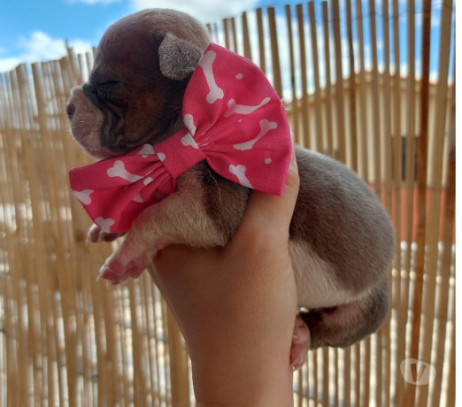 american-bully-micro-pirituba-venda-de-filhotes-melhor-oferta-sao-paulo-big-4