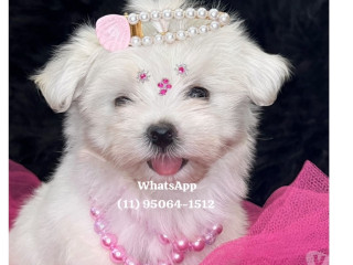 maltes-baby-face-osasco-venda-de-filhotes-melhor-oferta-sao-paulo-condicao-especial