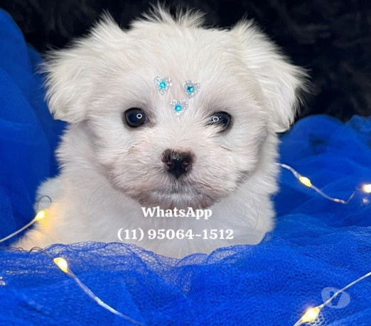 maltes-baby-face-osasco-venda-de-filhotes-melhor-oferta-sao-paulo-condicao-especial-big-3