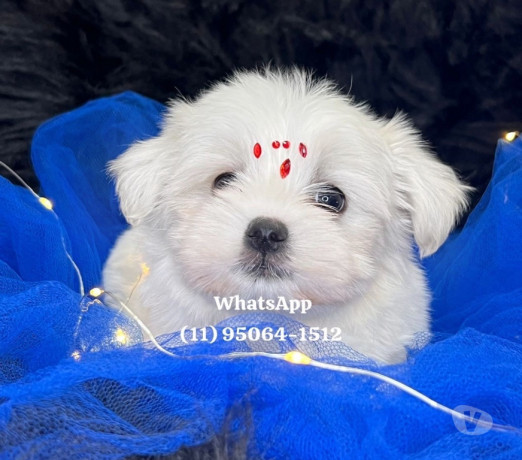 maltes-baby-face-osasco-venda-de-filhotes-melhor-oferta-sao-paulo-condicao-especial-big-4