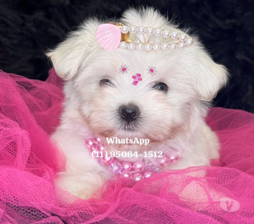 maltes-baby-face-osasco-venda-de-filhotes-melhor-oferta-sao-paulo-condicao-especial-big-2