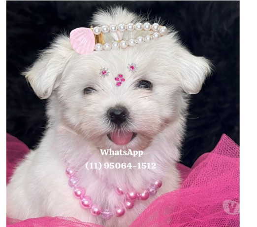 maltes-baby-face-osasco-venda-de-filhotes-melhor-oferta-sao-paulo-condicao-especial-big-0