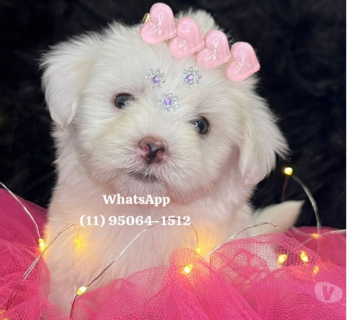 maltes-baby-face-osasco-venda-de-filhotes-melhor-oferta-sao-paulo-condicao-especial-big-1