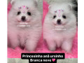 lulu-da-pomerania-ursinho-anao-lapa-sao-paulo-sp-premium-em-sao-paulo-garantia-small-4