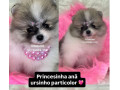 lulu-da-pomerania-ursinho-anao-lapa-sao-paulo-sp-premium-em-sao-paulo-garantia-small-3