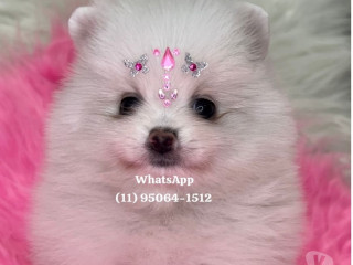 lulu-da-pomerania-ursinho-anao-lapa-sao-paulo-sp-premium-em-sao-paulo-garantia