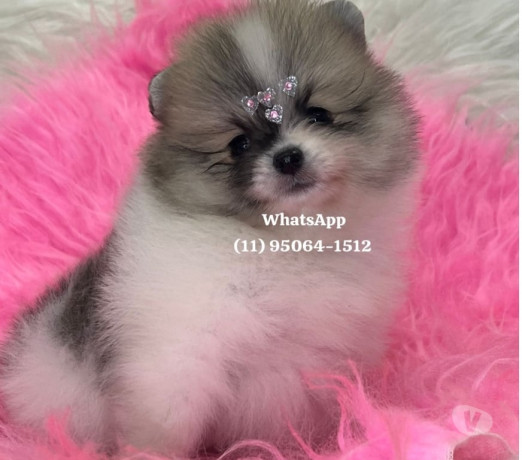 lulu-da-pomerania-ursinho-anao-lapa-sao-paulo-sp-premium-em-sao-paulo-garantia-big-1