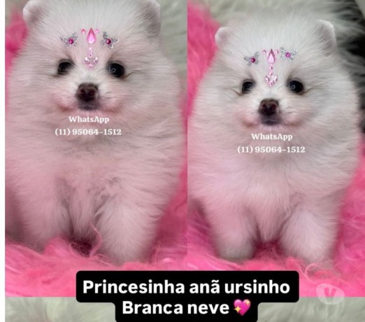 lulu-da-pomerania-ursinho-anao-lapa-sao-paulo-sp-premium-em-sao-paulo-garantia-big-4