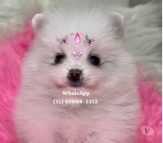 lulu-da-pomerania-ursinho-anao-lapa-sao-paulo-sp-premium-em-sao-paulo-garantia-big-0