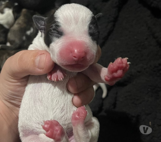 filhotes-de-american-staffordshire-terrier-com-pit-em-rio-grande-selecionado-garantida-com-otimo-custo-beneficio-condicao-especial-big-4