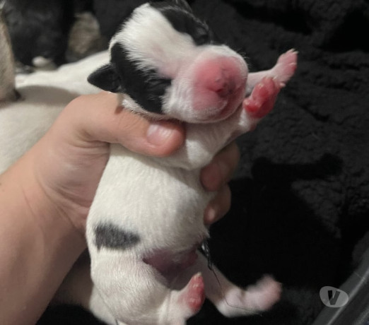 filhotes-de-american-staffordshire-terrier-com-pit-em-rio-grande-selecionado-garantida-com-otimo-custo-beneficio-condicao-especial-big-3