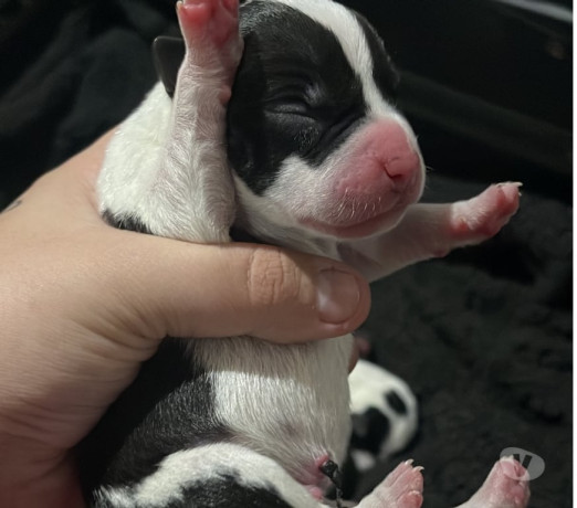 filhotes-de-american-staffordshire-terrier-com-pit-em-rio-grande-selecionado-garantida-com-otimo-custo-beneficio-condicao-especial-big-0