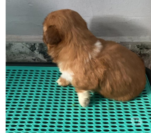 cachorro-shit-tzu-botafogo-venda-de-filhotes-rio-de-oportunidade-unica-big-1