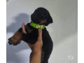 filhotes-de-rottweiler-indaiatuba-sp-venda-de-fi-premium-em-sao-paulo-small-3