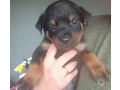 filhotes-de-rottweiler-indaiatuba-sp-venda-de-fi-premium-em-sao-paulo-small-0
