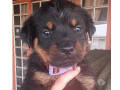 filhotes-de-rottweiler-indaiatuba-sp-venda-de-fi-premium-em-sao-paulo-small-1
