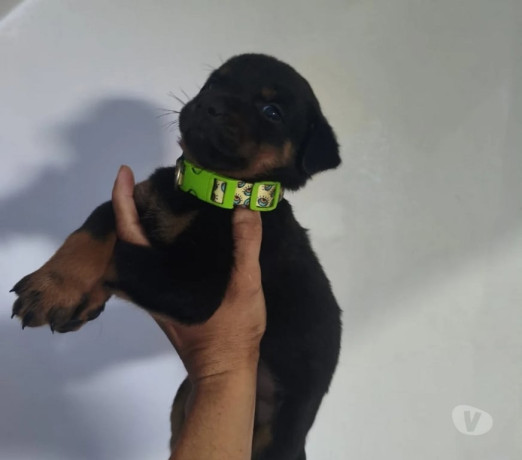 filhotes-de-rottweiler-indaiatuba-sp-venda-de-fi-premium-em-sao-paulo-big-3