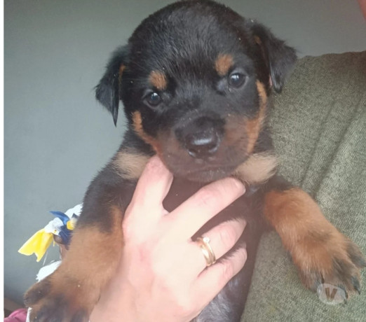 filhotes-de-rottweiler-indaiatuba-sp-venda-de-fi-premium-em-sao-paulo-big-0