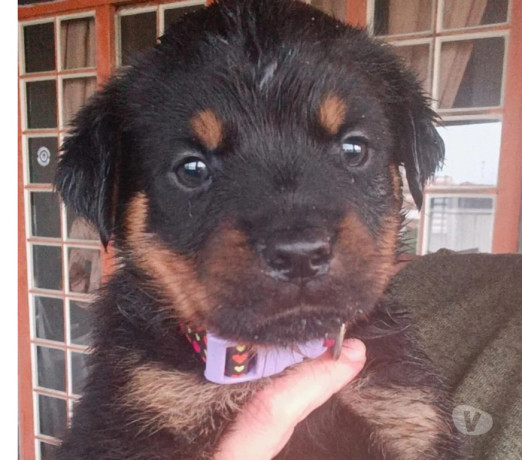 filhotes-de-rottweiler-indaiatuba-sp-venda-de-fi-premium-em-sao-paulo-big-1