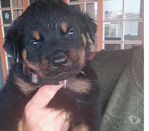 filhotes-de-rottweiler-indaiatuba-sp-venda-de-fi-premium-em-sao-paulo-big-2