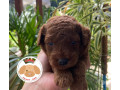 poodle-red-toy-filhotes-batatais-sp-venda-de-fil-premium-em-sao-paulo-small-3
