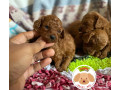 poodle-red-toy-filhotes-batatais-sp-venda-de-fil-premium-em-sao-paulo-small-0