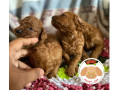 poodle-red-toy-filhotes-batatais-sp-venda-de-fil-premium-em-sao-paulo-small-2
