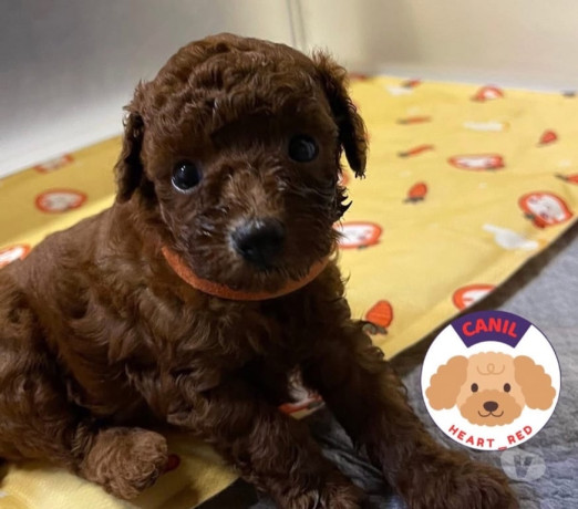 poodle-red-toy-filhotes-batatais-sp-venda-de-fil-premium-em-sao-paulo-big-1