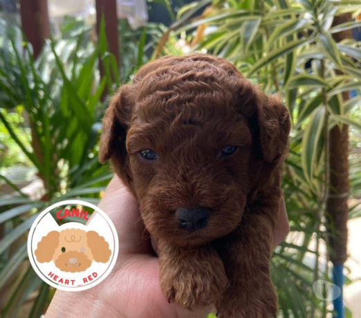 poodle-red-toy-filhotes-batatais-sp-venda-de-fil-premium-em-sao-paulo-big-3