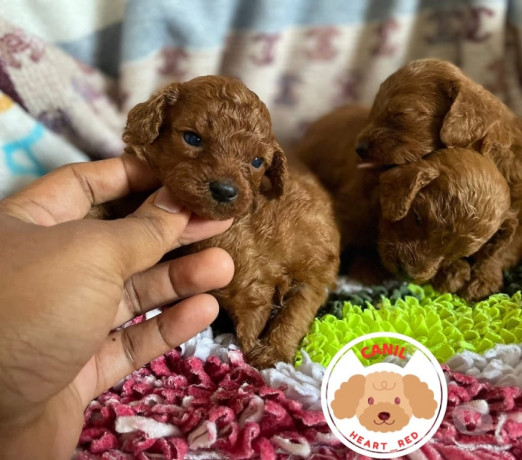 poodle-red-toy-filhotes-batatais-sp-venda-de-fil-premium-em-sao-paulo-big-0