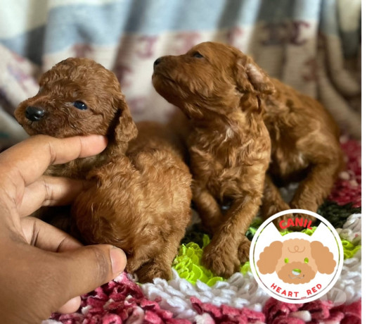 poodle-red-toy-filhotes-batatais-sp-venda-de-fil-premium-em-sao-paulo-big-2