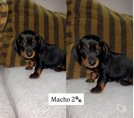 cachorros-salsichas-tupa-sp-a-venda-de-filhotes-sao-paulo-oportunidade-unica-big-1