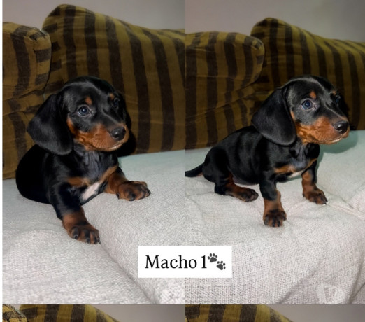 cachorros-salsichas-tupa-sp-a-venda-de-filhotes-sao-paulo-oportunidade-unica-big-0