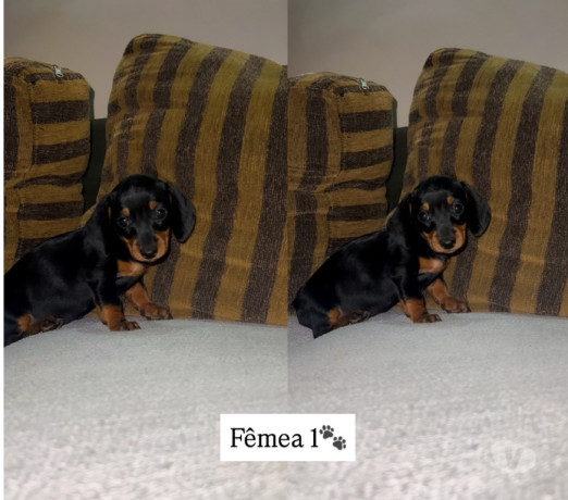 cachorros-salsichas-tupa-sp-a-venda-de-filhotes-sao-paulo-oportunidade-unica-big-2