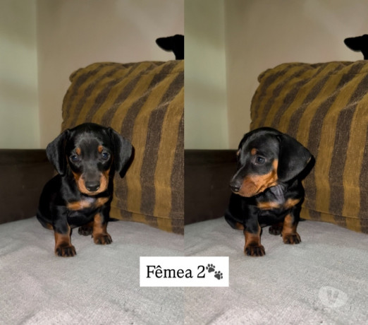 cachorros-salsichas-tupa-sp-a-venda-de-filhotes-sao-paulo-oportunidade-unica-big-3