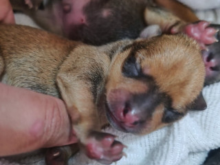 pinscher-porte-pequeno-itaim-paulista-venda-de-f-melhor-oferta-sao-paulo-entrega-imediata