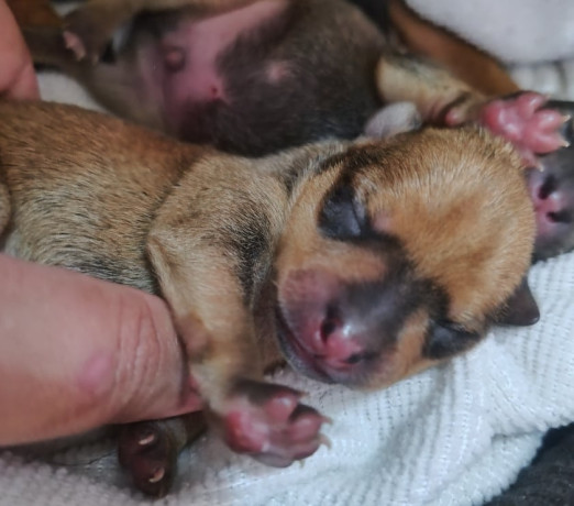 pinscher-porte-pequeno-itaim-paulista-venda-de-f-melhor-oferta-sao-paulo-entrega-imediata-big-0